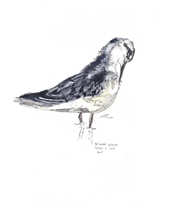 Red Necked Phalarope