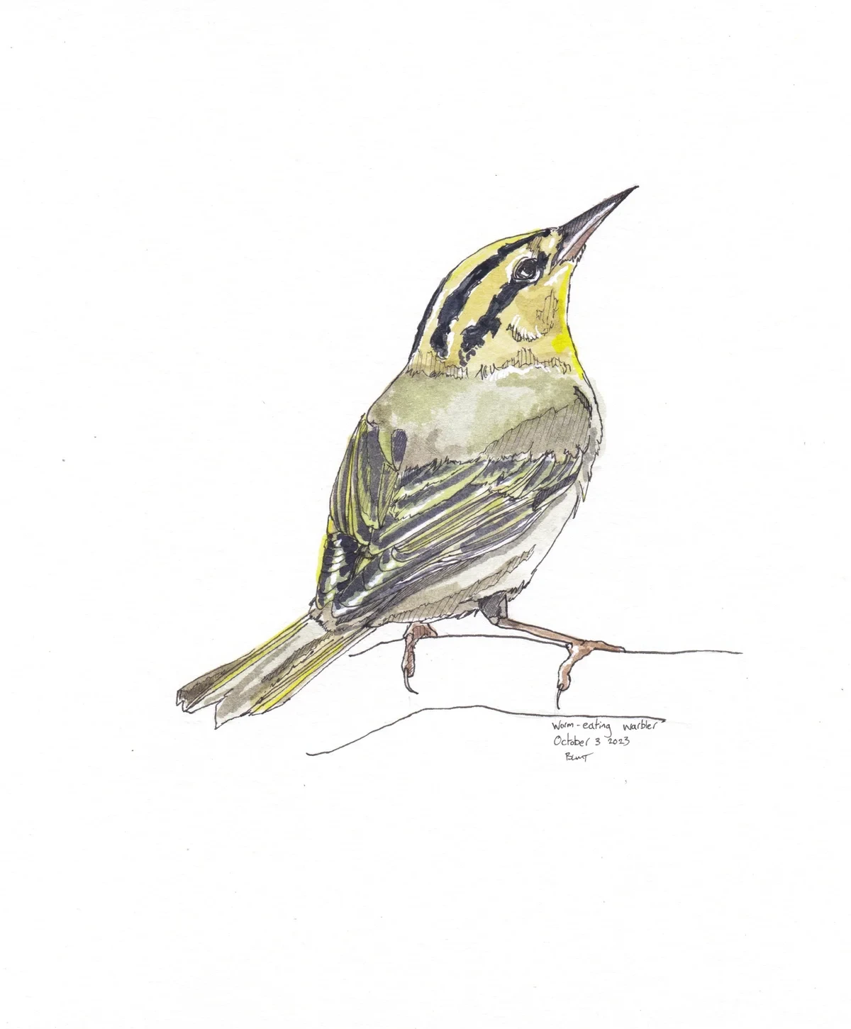 Worm Eating Warbler
