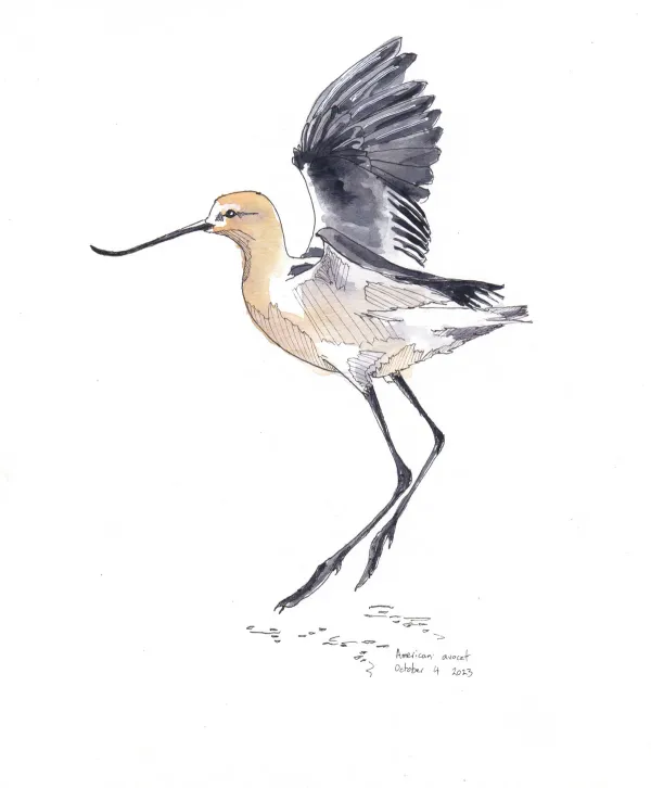American Avocet