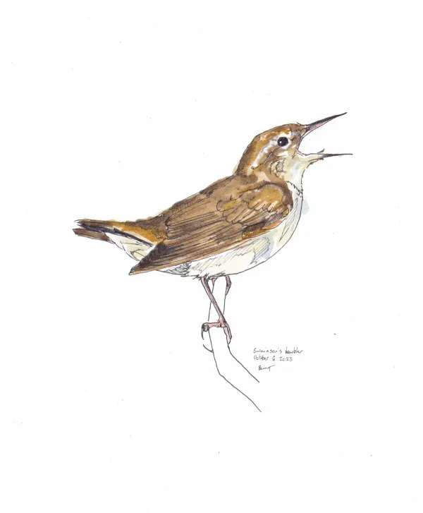 Swainson'S Warbler