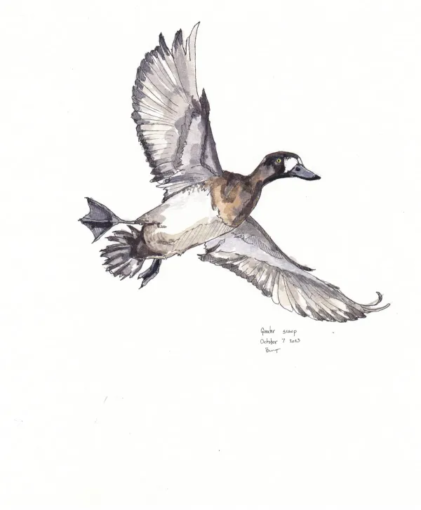Greater Scaup