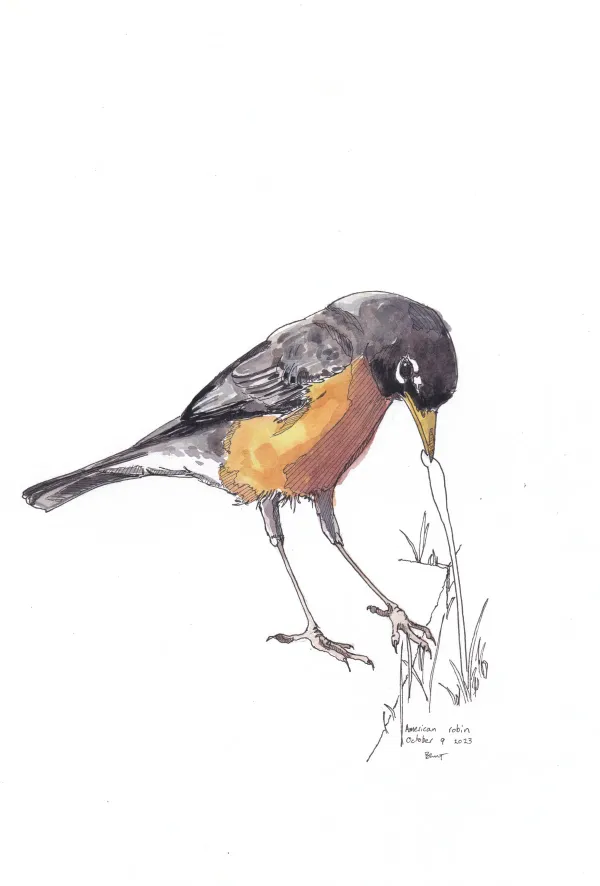 American Robin