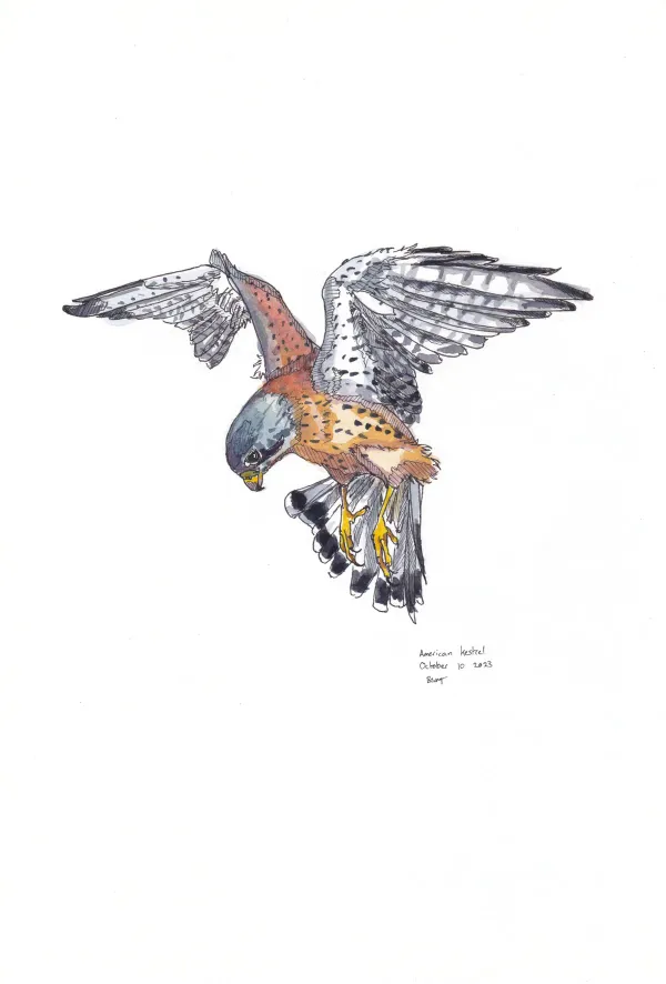 American Kestrel