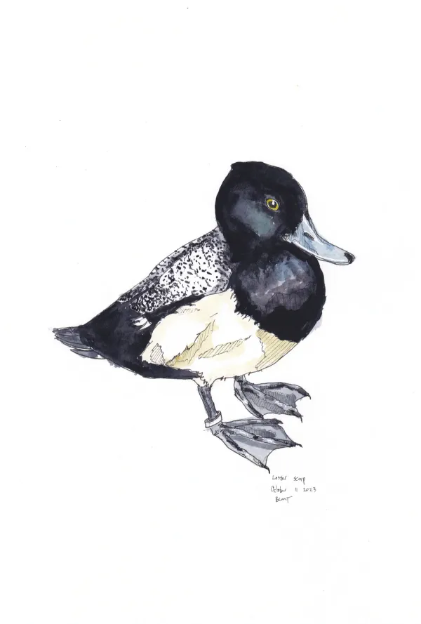Lesser Scaup