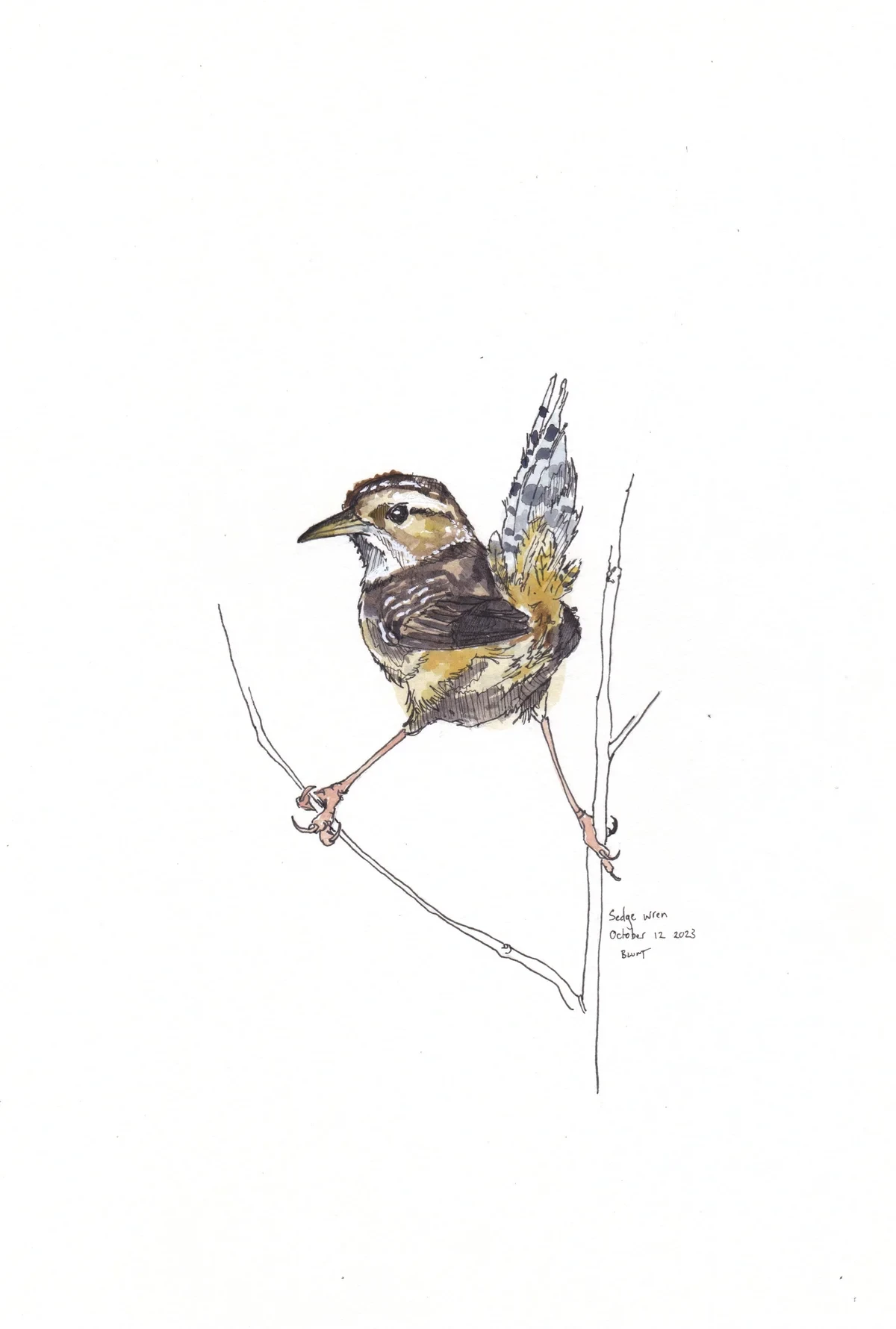 Sedge Wren