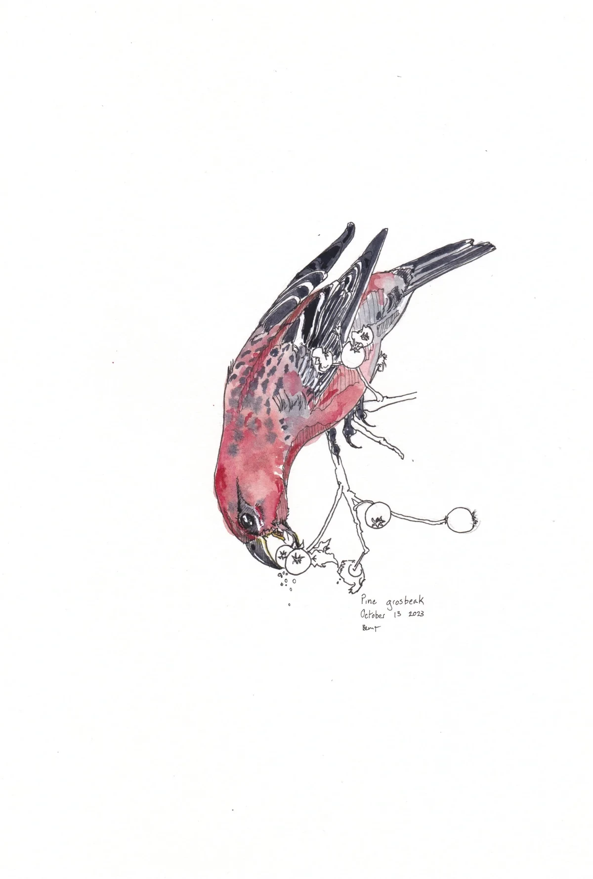 Pine Grosbeak