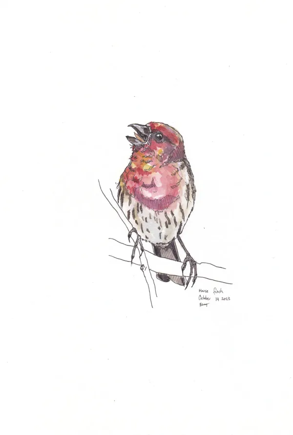 House Finch