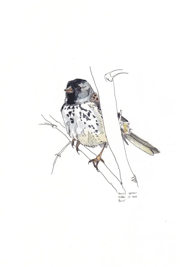 Harris'S Sparrow