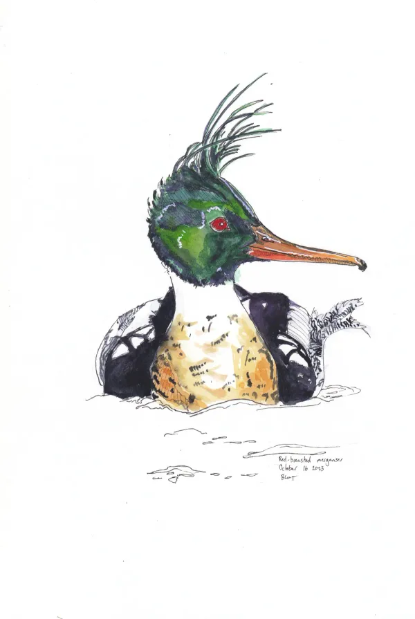 Red Breasted Merganser