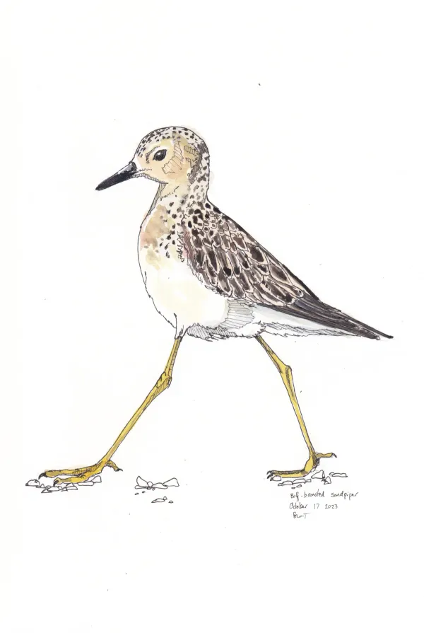 Buff Breasted Sandpiper