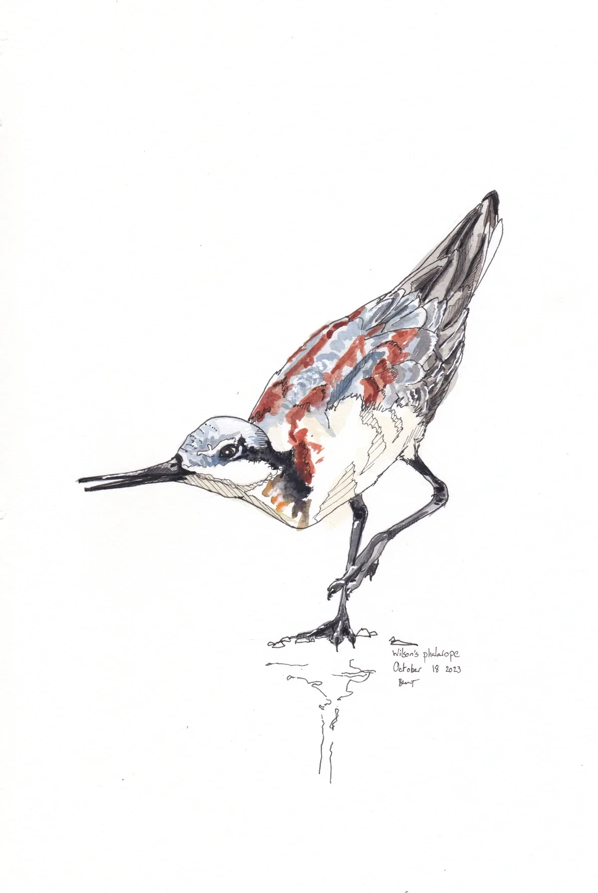Wilson'S Phalarope