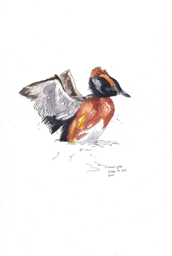 Horned Grebe