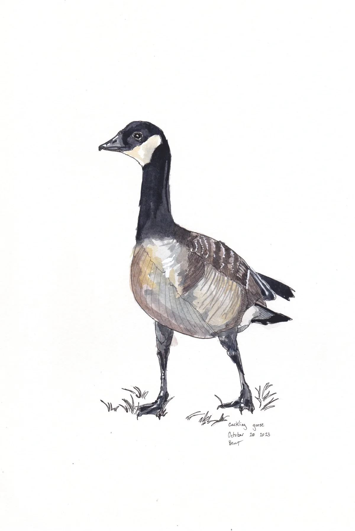 Cackling Goose