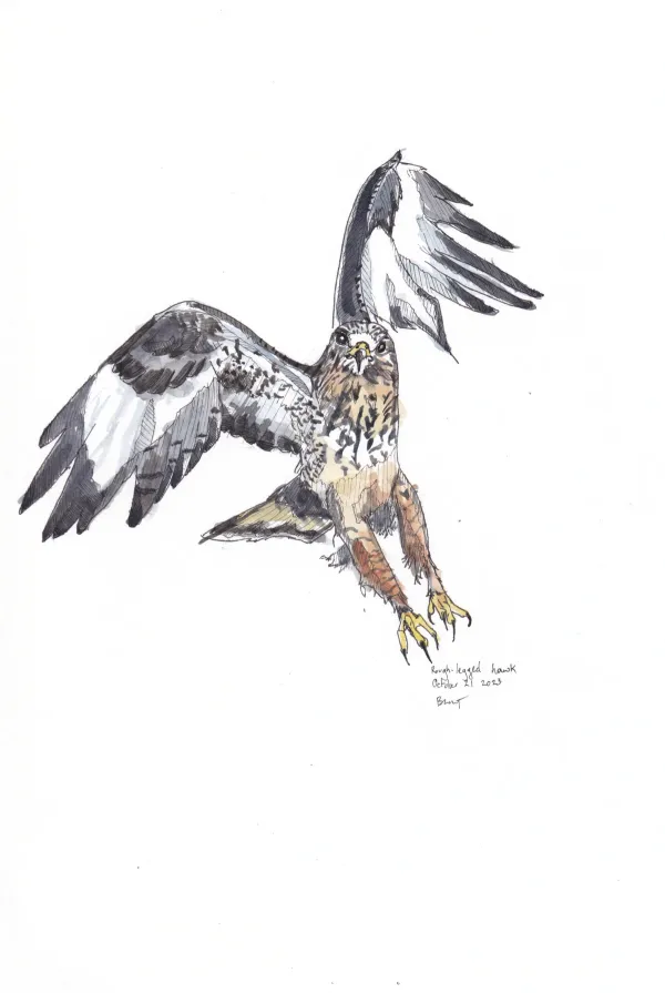 Rough Legged Hawk
