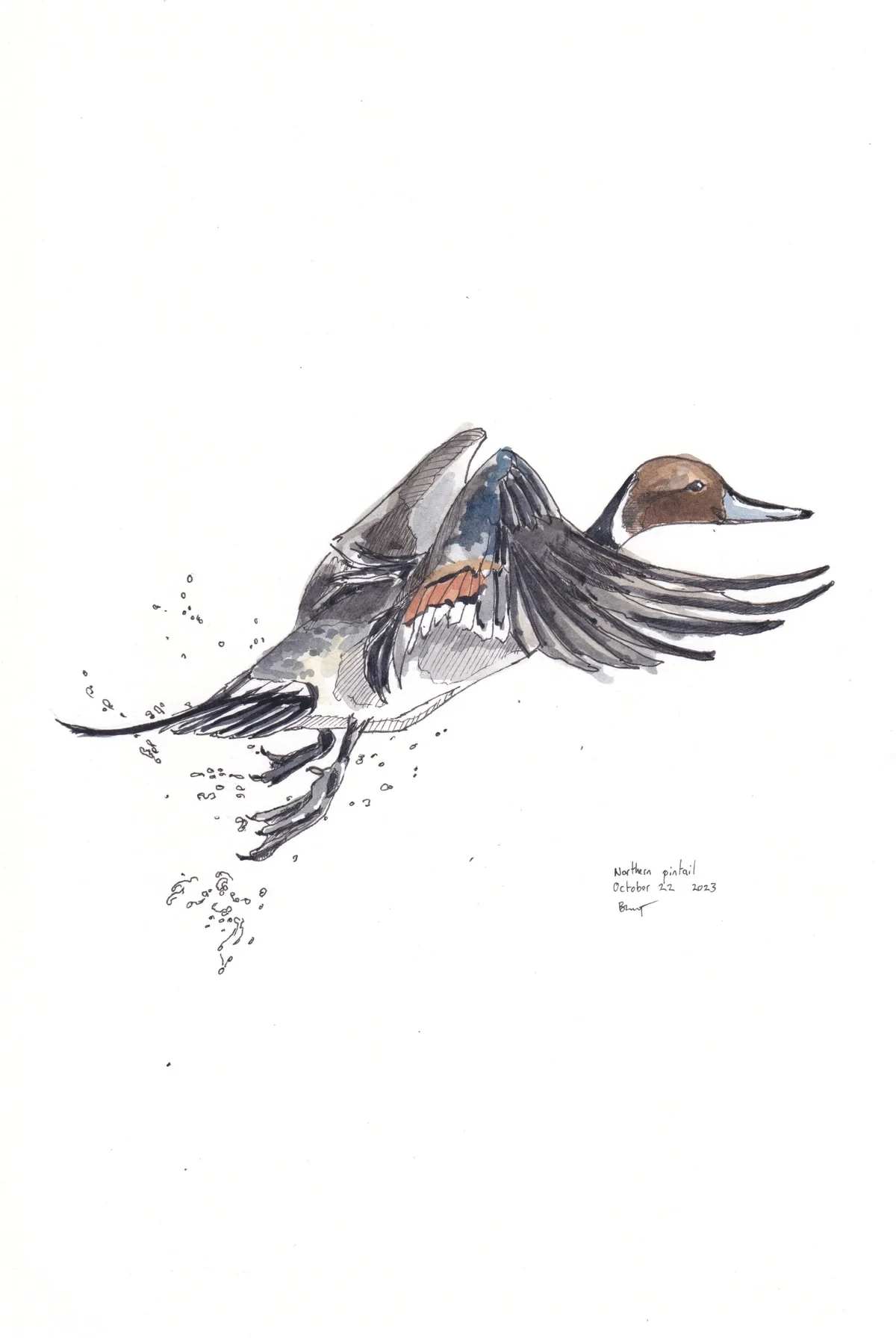 Northern Pintail