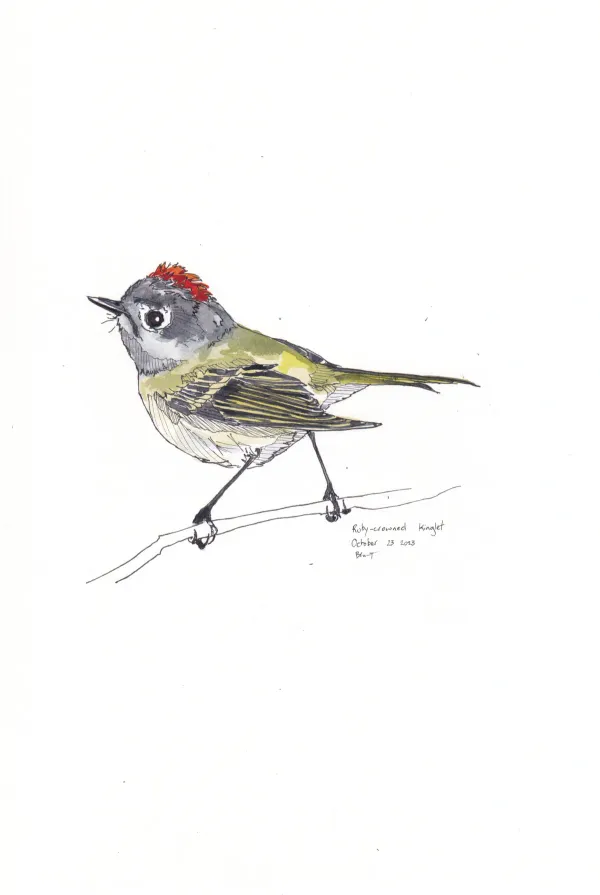 Ruby Crowned Kinglet