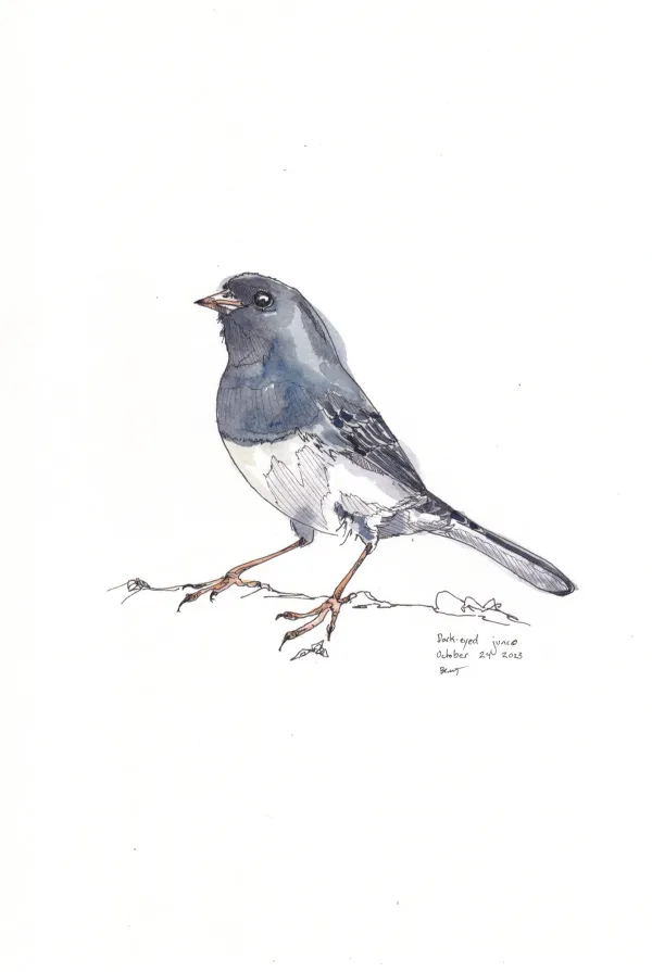 Dark Eyed Junco
