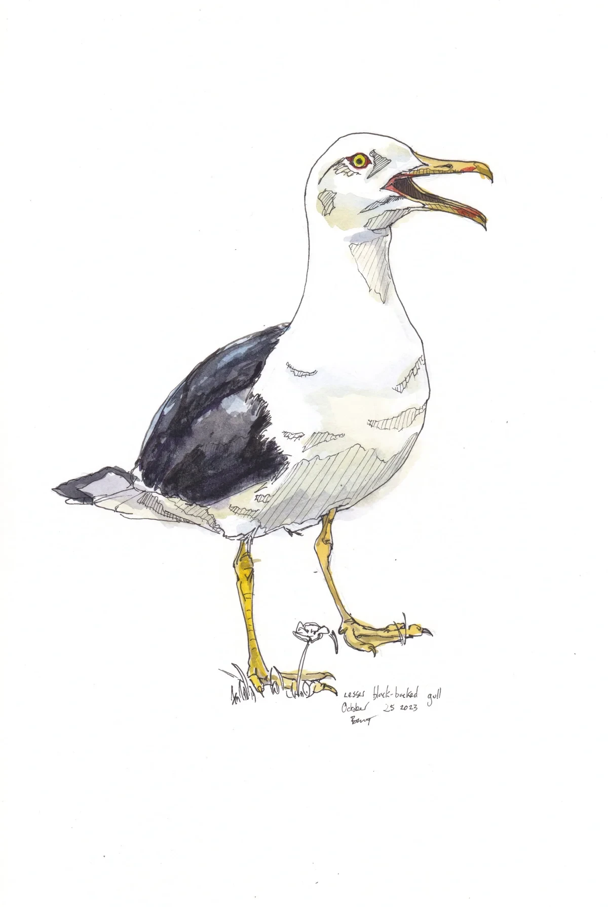 Lesser Black Back Gull