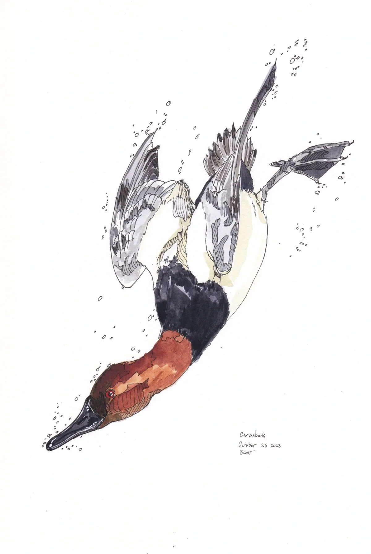 Canvasback