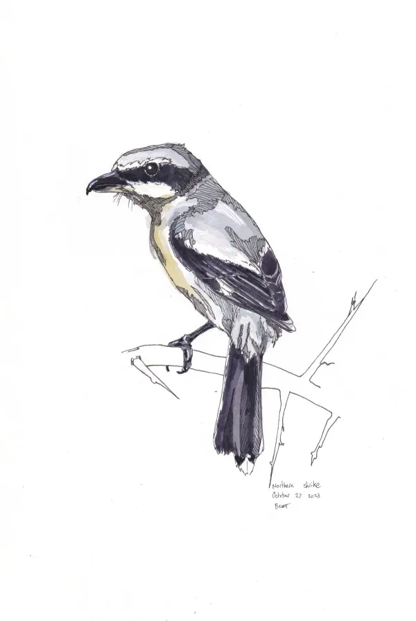 Northern Shrike