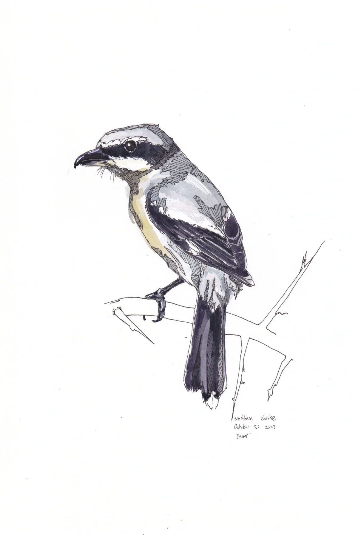 Northern Shrike