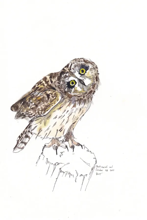 Short Eared Owl