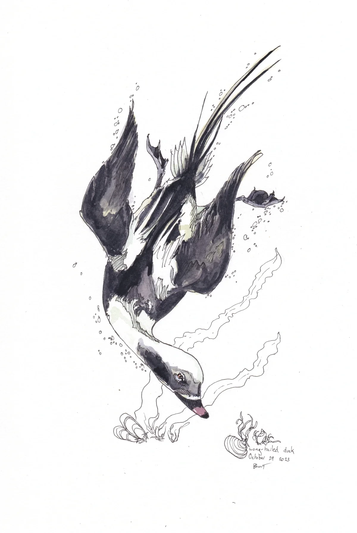 Long Tailed Duck