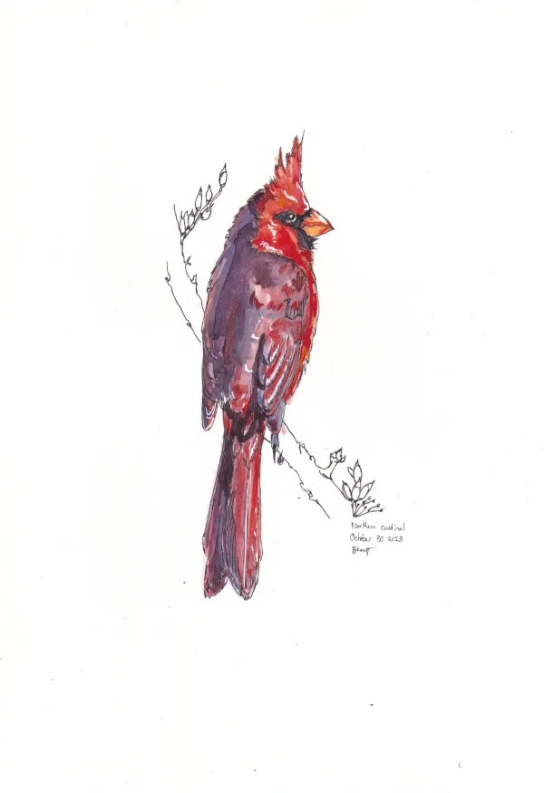 Northern Cardinal