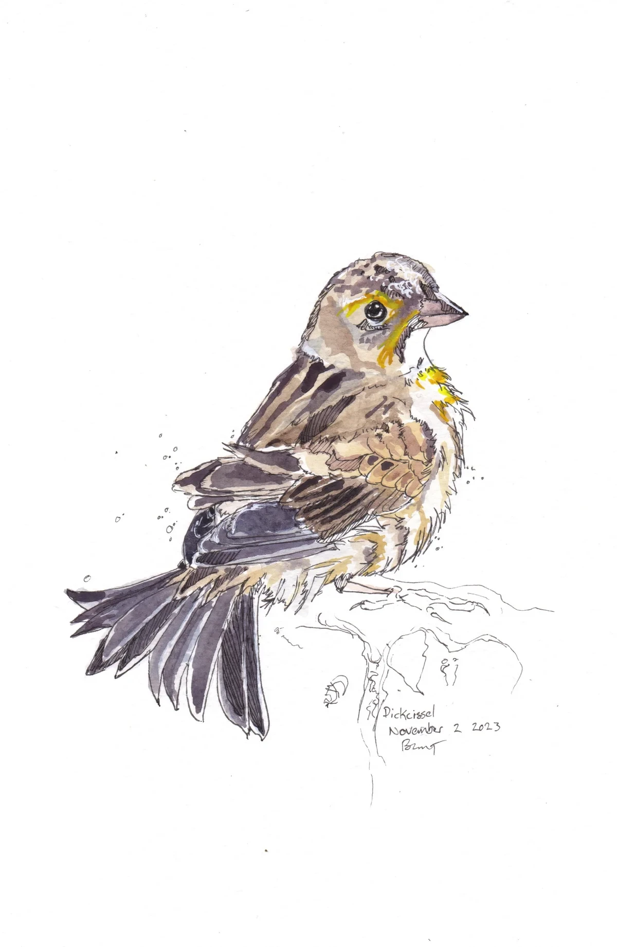 Dickcissel