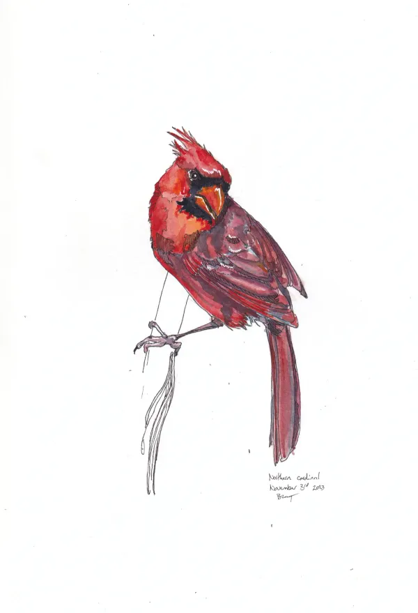 Northern Cardinal