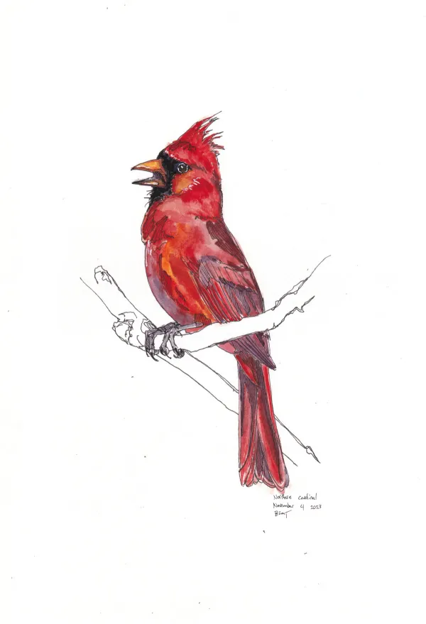 Northern Cardinal