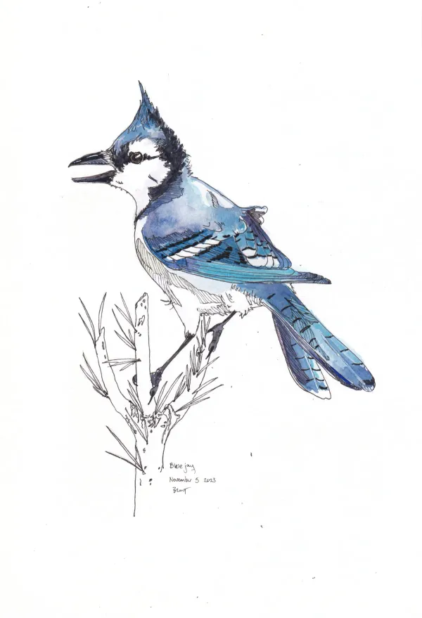 Blue Jay
