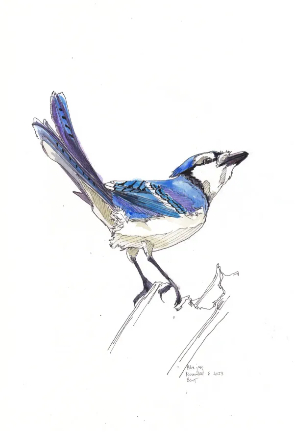Blue Jay