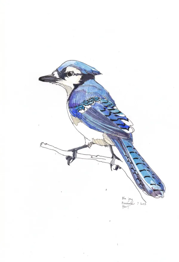 Blue Jay