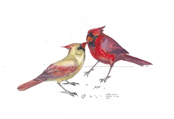 Northern Cardinals Rough