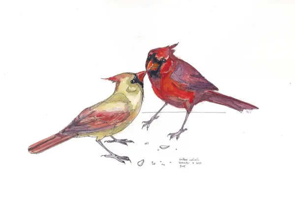 Northern Cardinals
