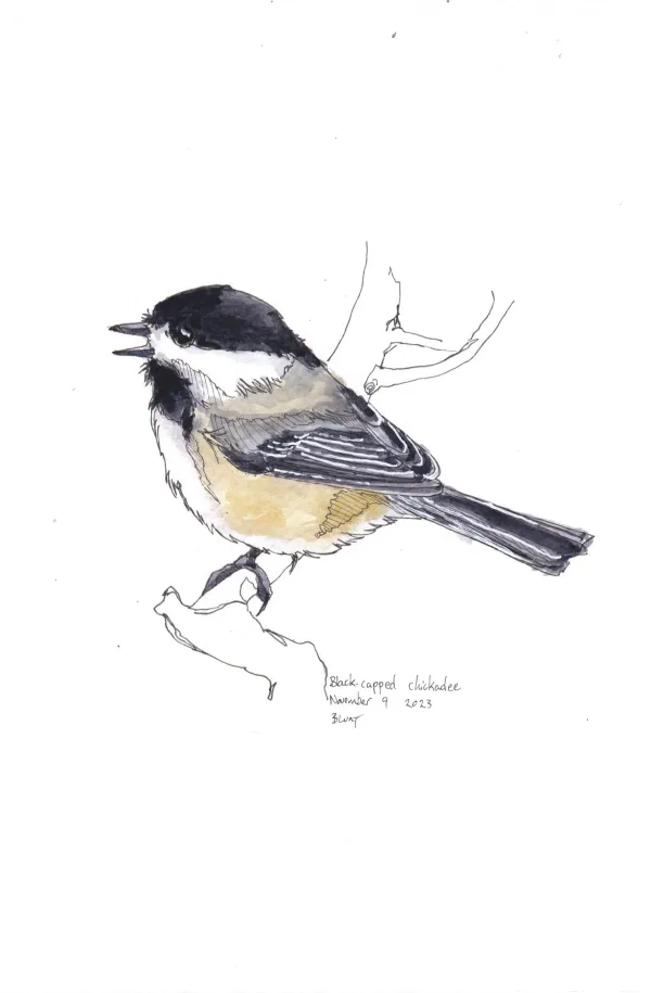 Black Capped Chickadee