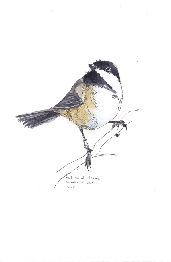 Black Capped Chickadee