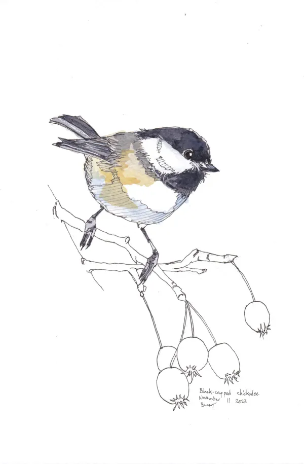 Black Capped Chickadee