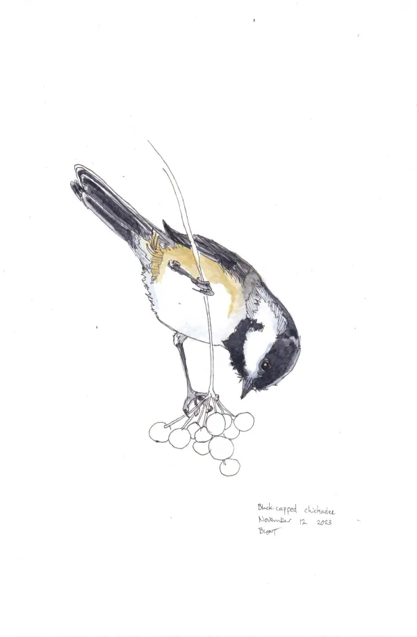 Black Capped Chickadee