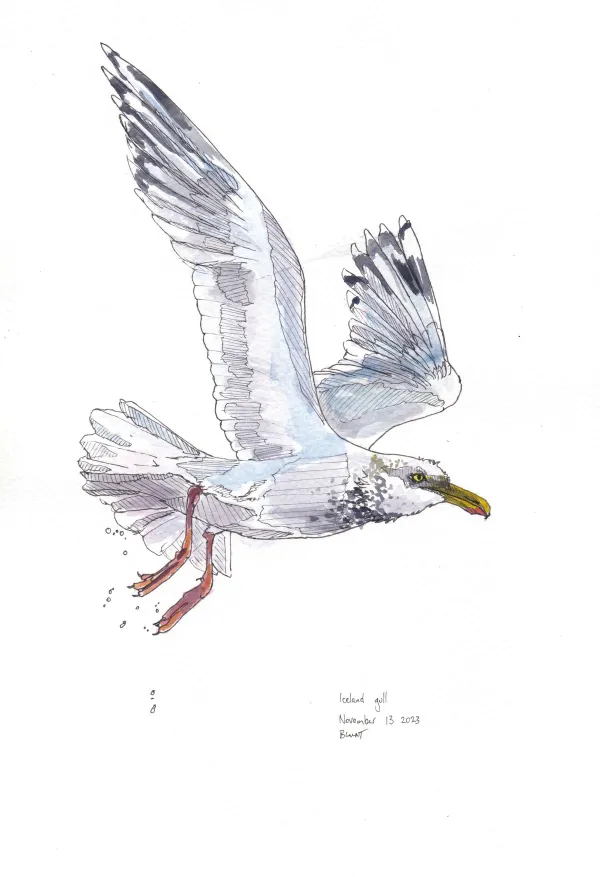Iceland Gull