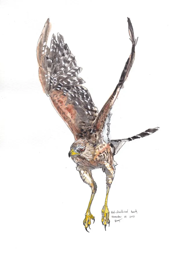 Red Shouldered Hawk