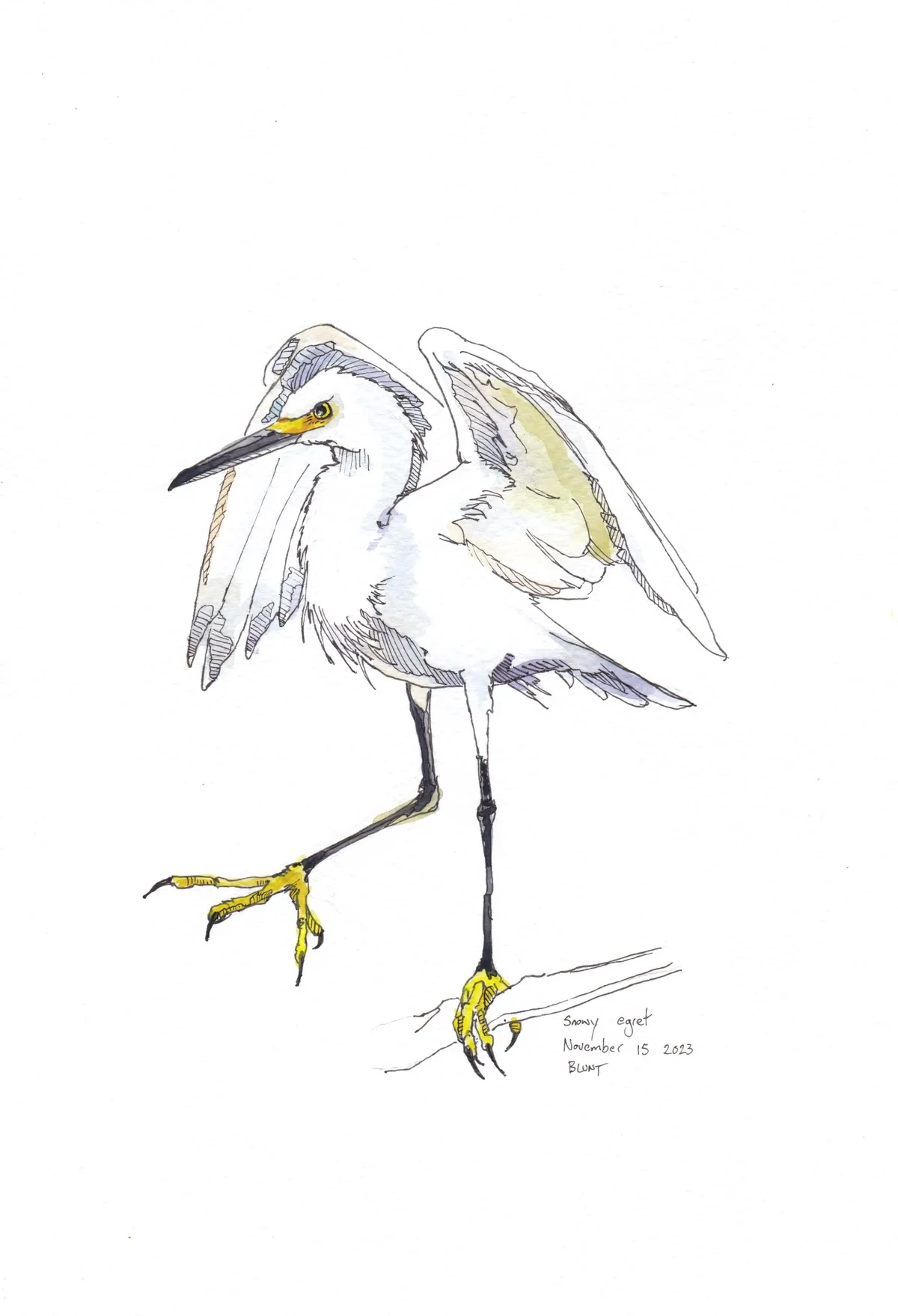 Snowy Egret