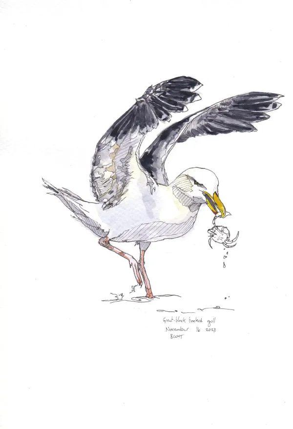 Great Black Backed Gull