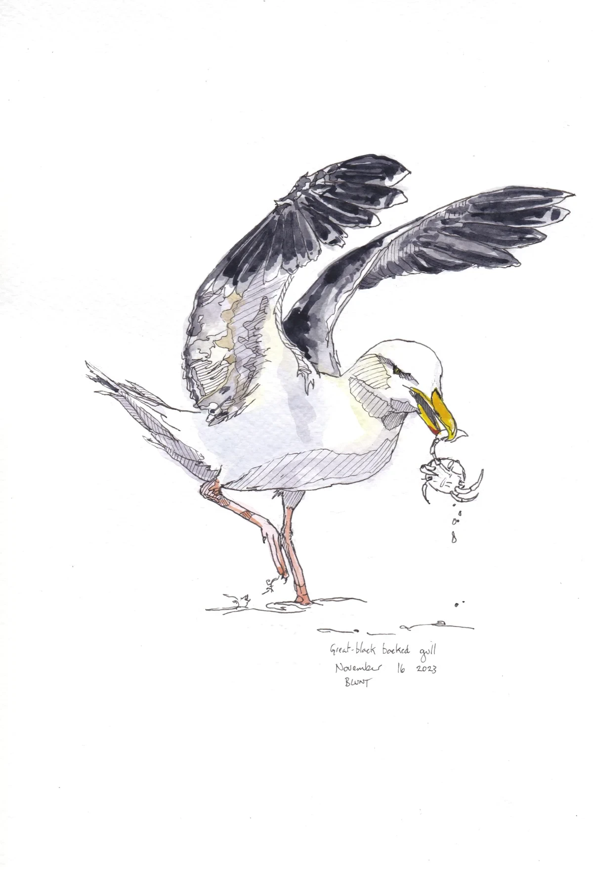 Great Black Backed Gull