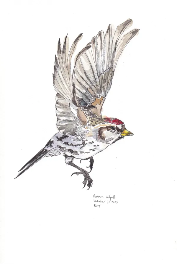 Common Redpoll