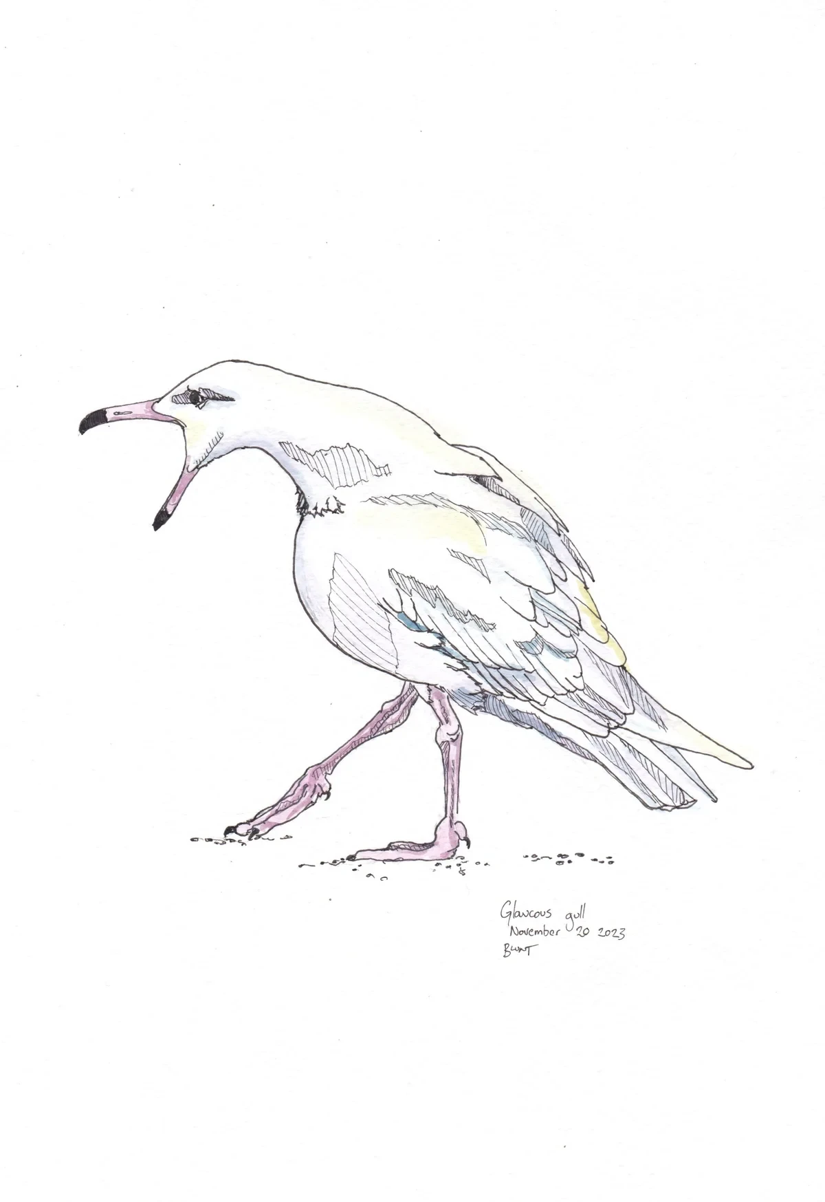 Glaucous Gull