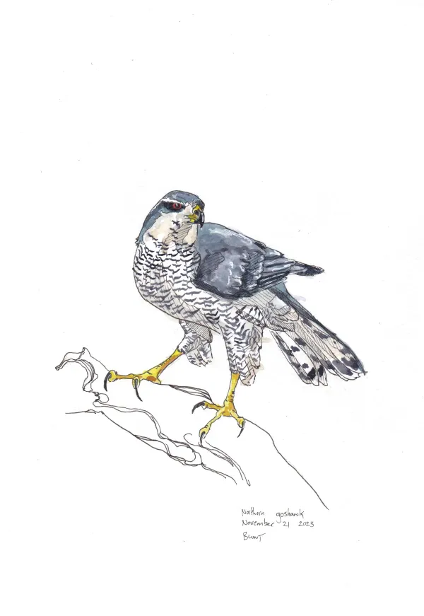 Northern Goshawk