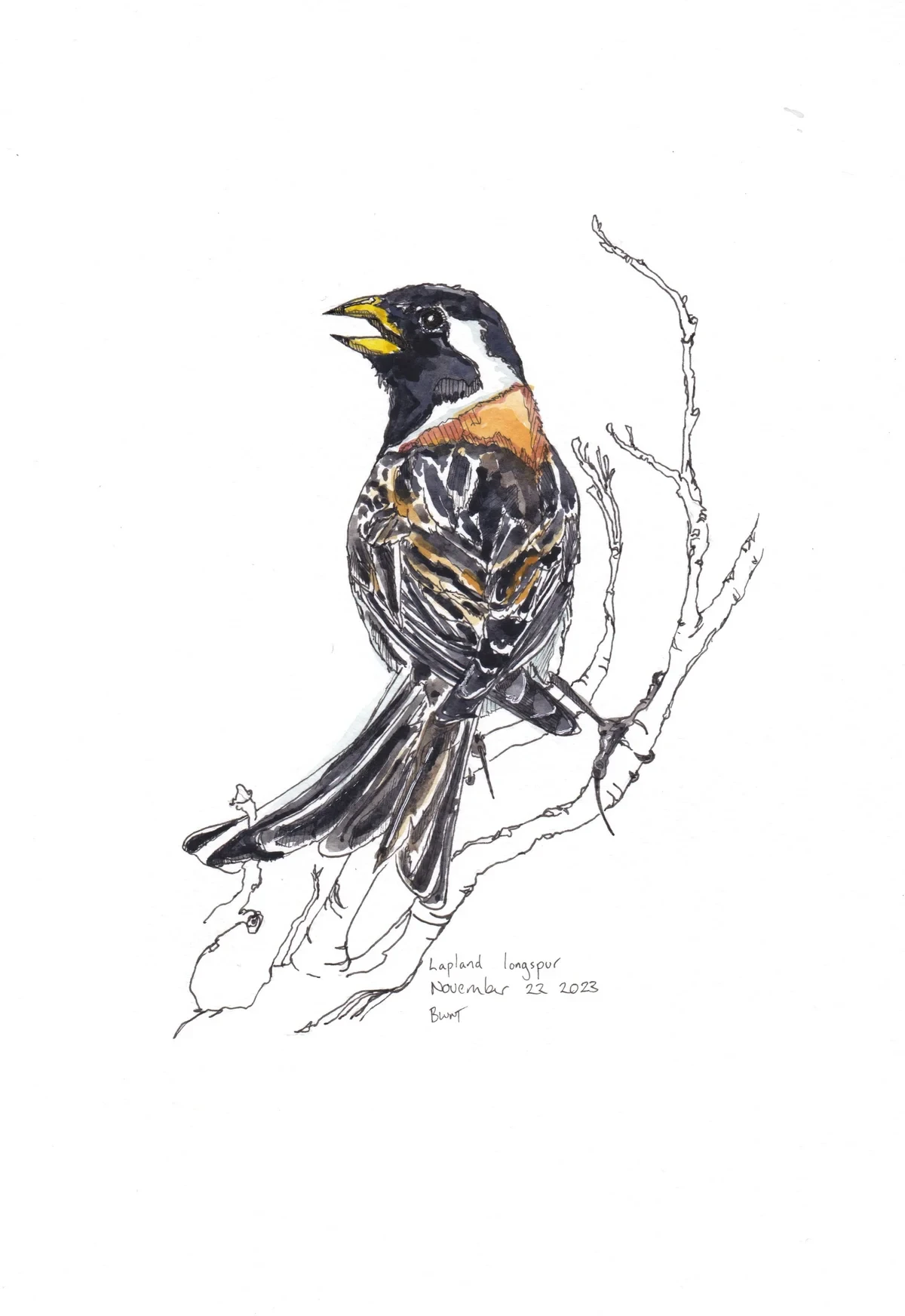 Lapland Longspur