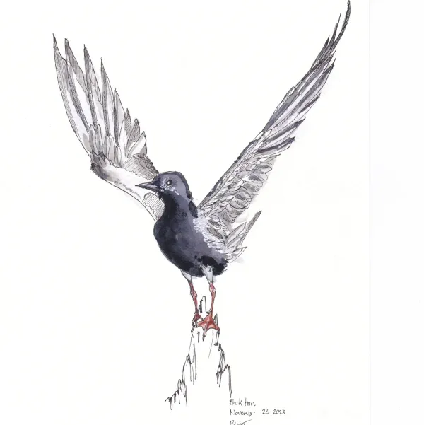 Black Tern 1
